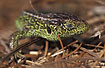 Sand Lizard - sleeping green male