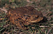 Big Common Toad