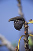 Lizard eating figs