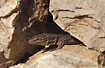 Lizard in stone wall