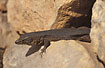 Lizard in stone wall