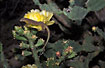 Lizard in Opunthia cactus