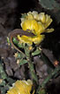 Lizard eating nectar and pollen in Opunthia cactus 