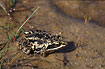 Moor Frog - light individual