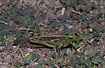 Photo ofMigratory Locust (Locusta migratoria). Photographer: 