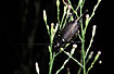Photo ofField Cricket (Gryllus bimaculatus). Photographer: 