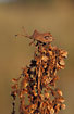 Squash Bug on Sorrel