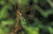 Photo of (Tipula sp.). Photographer: 