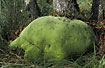 Photo ofWhite Cushion Moss (Leucobryum glaucum). Photographer: 