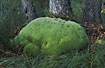 Photo ofWhite Cushion Moss (Leucobryum glaucum). Photographer: 