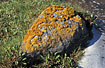 The lichen Xanthoria parietina