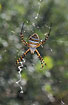 A large Wasp Spider