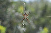 A large Wasp Spider