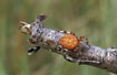 The orb weawer Araneus marmoreus