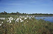 Common Cottongrass in windy conditions