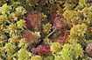 Sundew in sphagnum moss