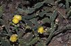Opunthium-Cactus