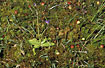 Common Butterwort and cranberries