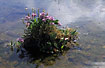 Photo ofCommon Sea-lavender (Limonium vulgare). Photographer: 