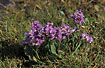 Common Sea-lavender 