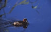 Photo ofLittle Grebe (Tachybaptus ruficollis). Photographer: 