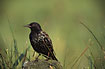 Photo ofCommon Starling (Sturnus vulgaris). Photographer: 
