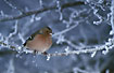 Chaffinch - male on frost filled branch