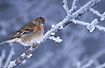 Brambling on frost filled branch