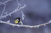 Great Tit on frostfilled branch