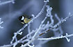 Great Tit on frost filled twig