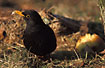 Blackbird - male with apple