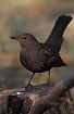 Blackbird - female with erected tail