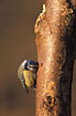 Blue Tit looking for food in log