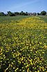 Meadow with buttercups