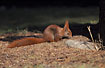 Red Squirrel looking for food