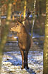 Red Deer in Birch-wood - captive