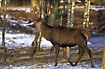 Red Deer in birch forest - captive
