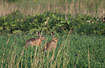 Two hares in the grass