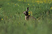 Hare with full attention in the grass