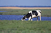 Grazing cow in wetland