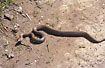 Smooth Snake crossing the path