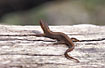 Common Newt