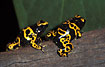 Photo ofYellow-banded Poison Frog (Dendrobates leucomelas). Photographer: 