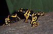 Photo ofYellow-banded Poison Frog (Dendrobates leucomelas). Photographer: 