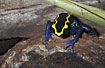 Photo ofDyeing Poison Frog (Dendrobates tinctorius). Photographer: 