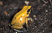 Photo ofGolden Poison Frog (Phyllobates terribilis). Photographer: 