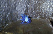 Photo ofBlue Poison Frog (Dendrobates azureus). Photographer: 