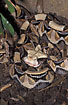 Photo ofGaboon Viper (Bitis gabonica). Photographer: 