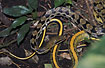 Beauty Snake - captive