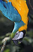 Blue and Gold Macaw - captive
